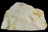 Miocene Pea Crab (Pinnixa) Fossil - California #177048-1